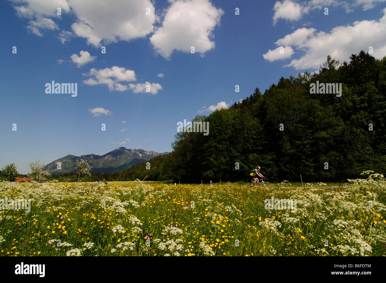 Rennradler, vorbei an einer Blume gefüllt Wiese in der Nähe von Schleching, Chiemgau, Bayern, Deutschland, Europa Stockfoto