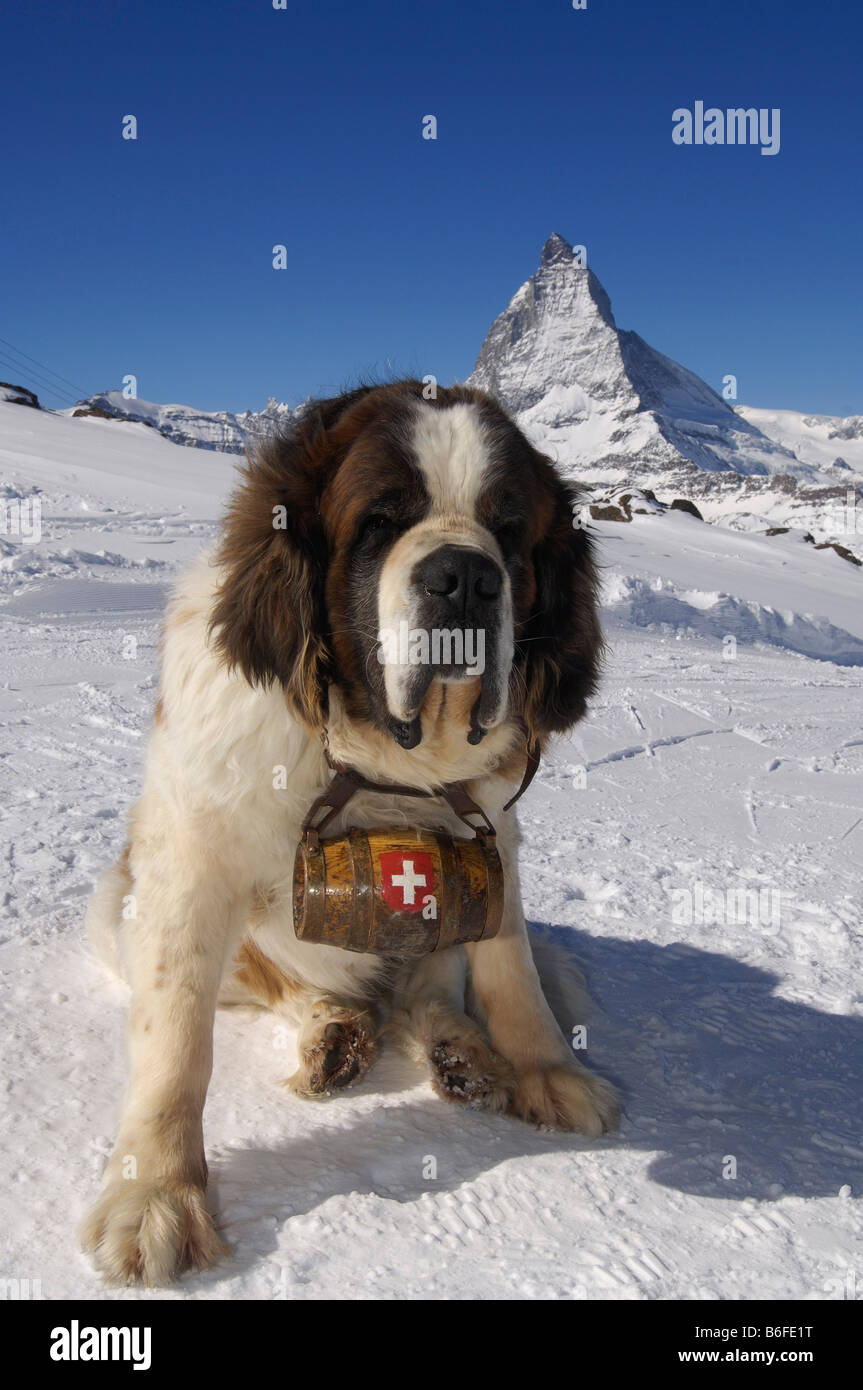Bernhardiner Hund trägt ein Fass Rum markiert mit dem Schweizerkreuz, Berg  Matterhorn, Zermatt, Wallis oder Wallis, Schweiz Stockfotografie - Alamy