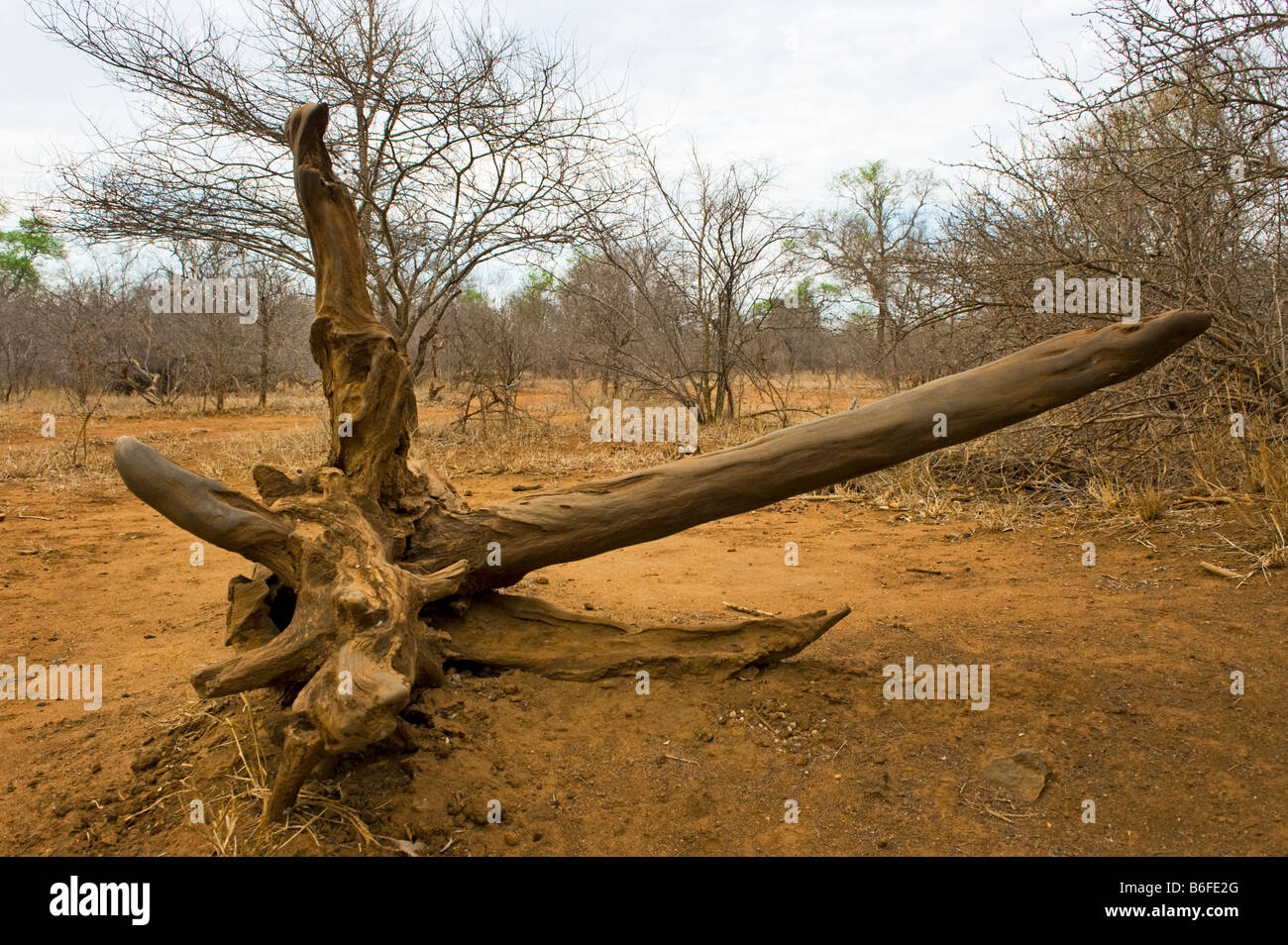 wild wild Süd-Afrika Südafrika angenehm kratzen Schaben Baumstamm für Rhino und WARZENSCHWEIN Nashorn Schleifen Schleifen Stockfoto