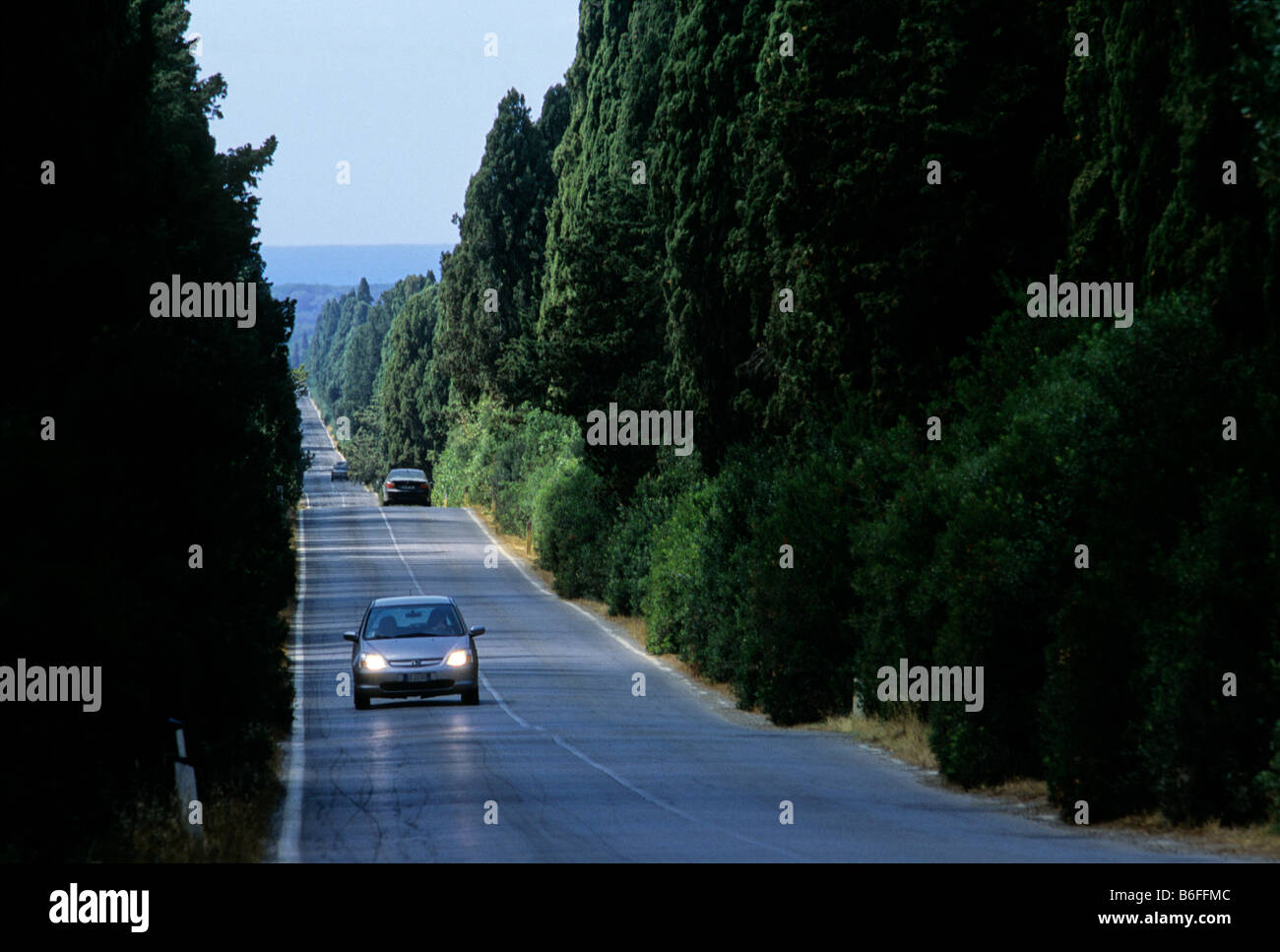 Cypress Avenue zwischen San Guido und Bolgheri in der Nähe von Castagneto Carducci, Livorno Provinz, Toskana, Italien, Europa Stockfoto