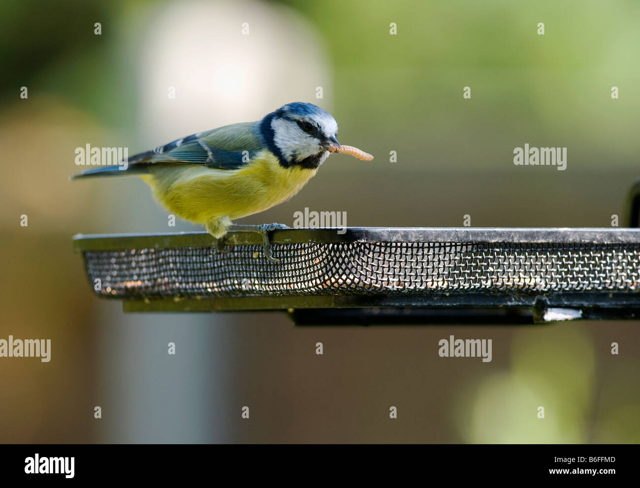 Eine Blaumeise (Cyanistes Caeruleus) mit einem Leckerbissen in den Mund Stockfoto