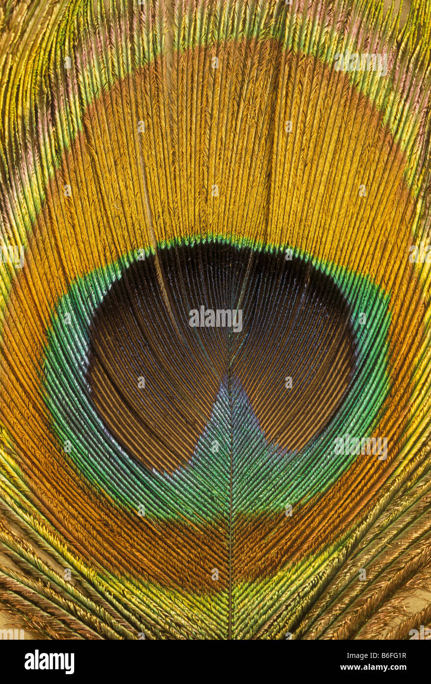 Peacock Feather Auge hautnah Stockfoto