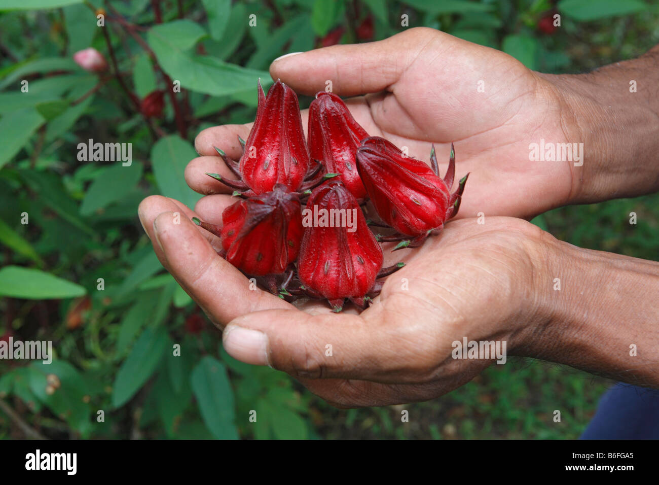 Hände halten geerntet Hibiskus oder Rose von Sharon oder Rosemallow (Hibiscus Sabdariffa) blüht, Yayorin, Pangkalan Bun, Centra Stockfoto