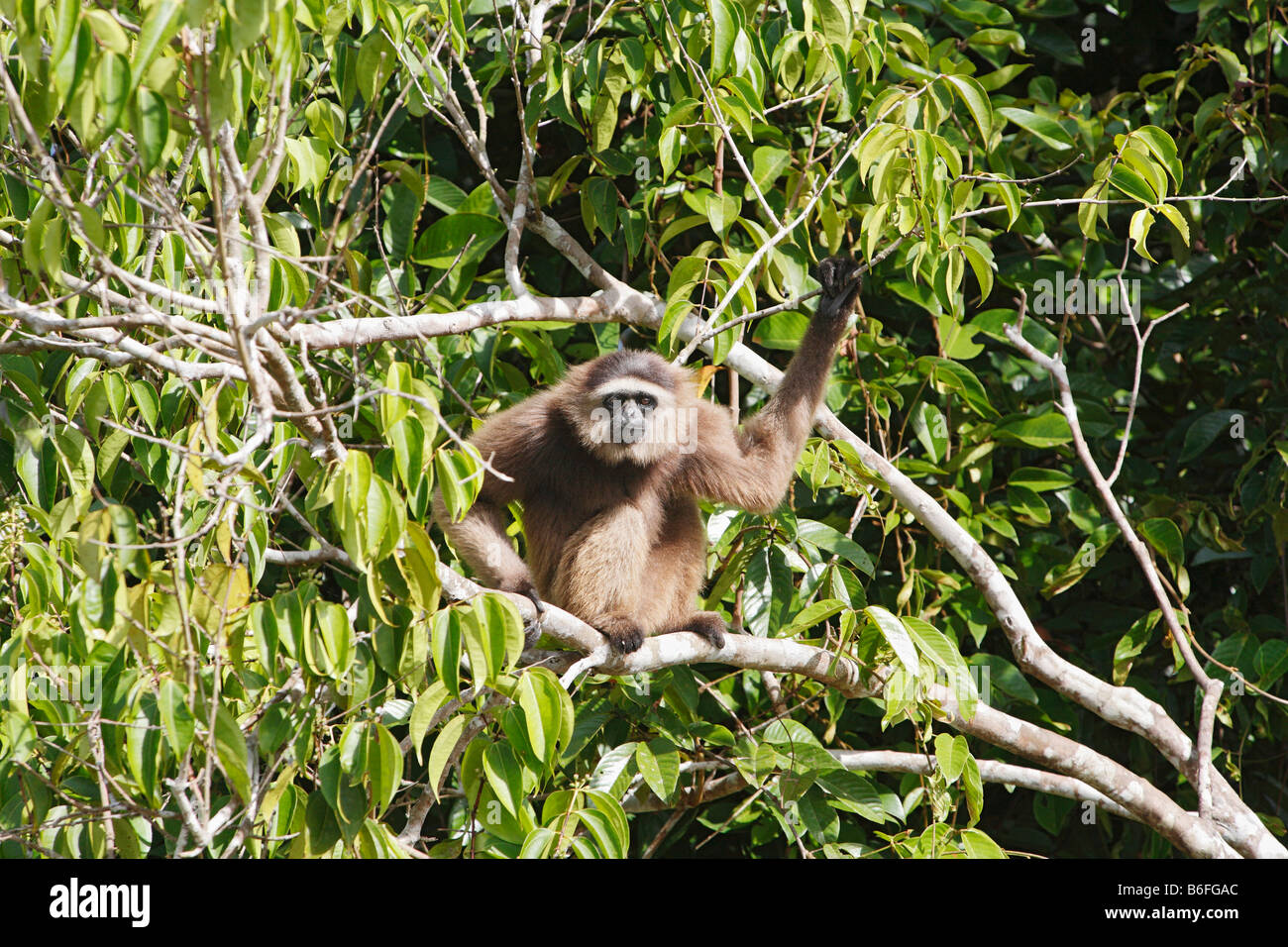 Agile Gibbon oder schwarz-handed Gibbon (Hylobates Agilis), Primas, Samboja, Ost-Kalimantan / Kalimantan Timur, Borneo, Indonesien Stockfoto