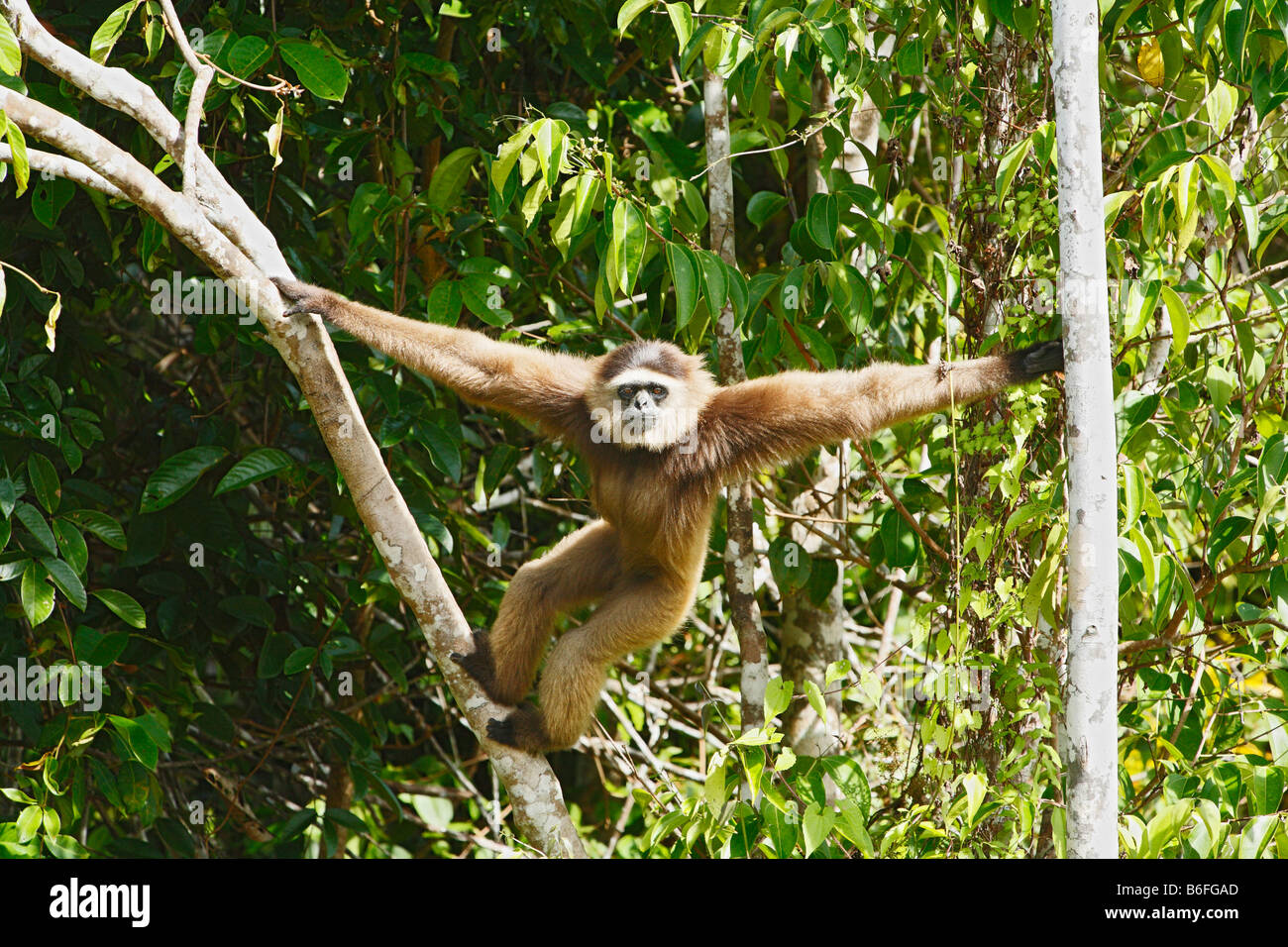 Agile Gibbon oder schwarz-handed Gibbon (Hylobates Agilis), Primas, Samboja, Ost-Kalimantan / Kalimantan Timur, Borneo, Indonesien Stockfoto