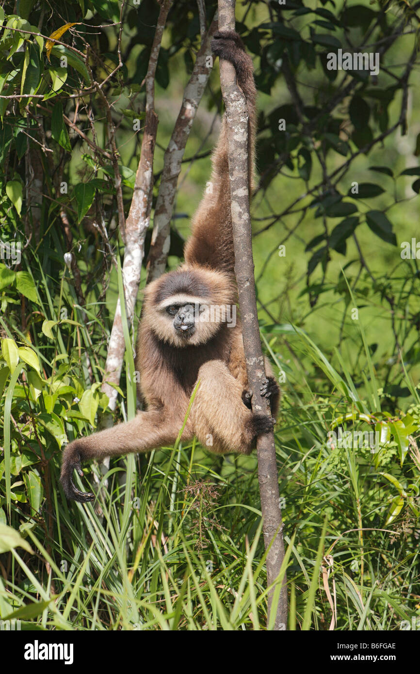 Agile Gibbon oder schwarz-handed Gibbon (Hylobates Agilis), Primas, Samboja, Ost-Kalimantan / Kalimantan Timur, Borneo, Indonesien Stockfoto