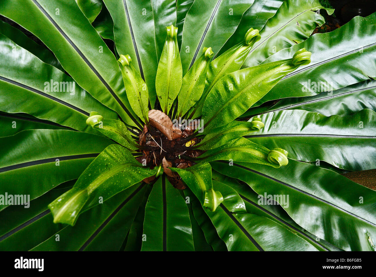 Farn Blätter, Samboja, Ost-Kalimantan, Borneo, Indonesien, Südostasien Stockfoto