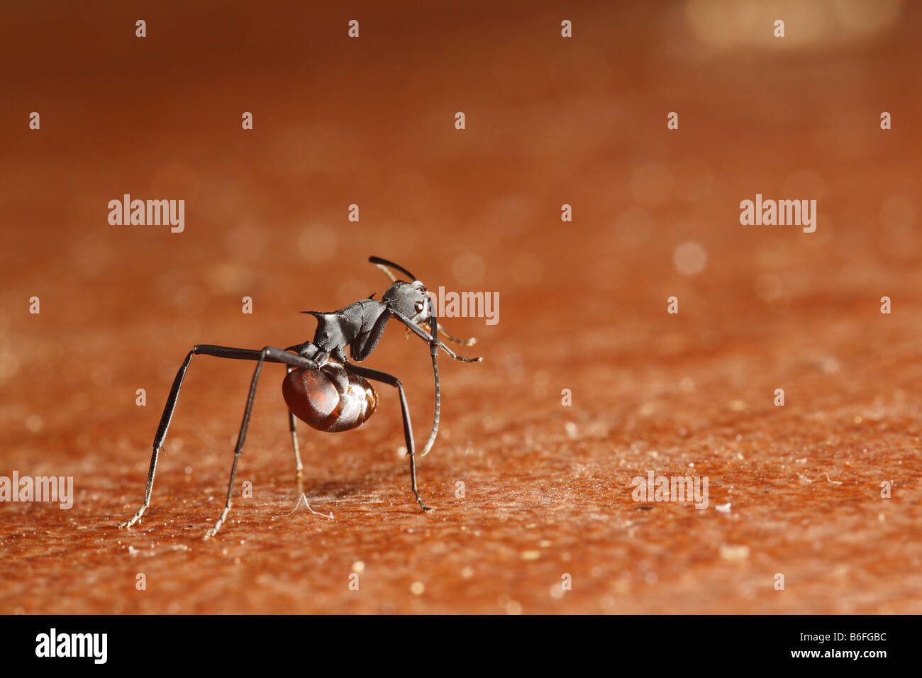 Ameise (Ameisen), mit einer Wirbelsäule auf seinen Rücken, Samboja, Ost-Kalimantan, Borneo, Indonesien, Südostasien Stockfoto