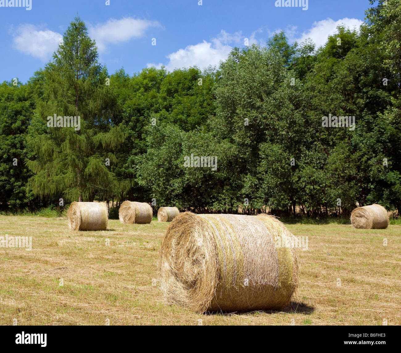 Feld und Wald in der Nähe von Mühlhausen, Thüringen, Deutschland, Europa Stockfoto