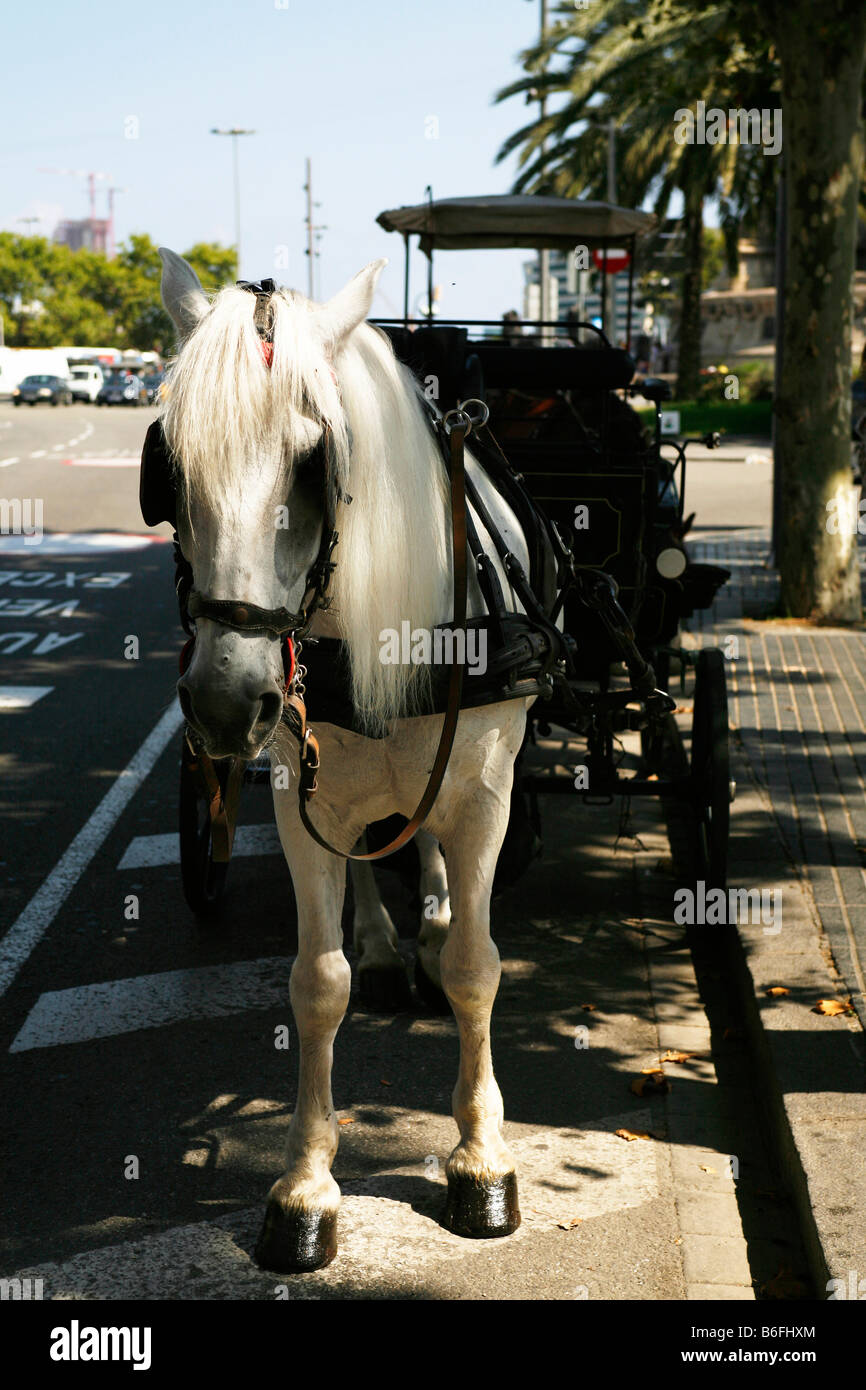 Pferdekutsche für Sightseeing in Barcelona, Katalonien, Spanien, Europa Stockfoto
