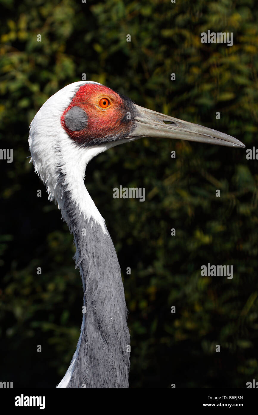 White-Himalaja-Kranich (Grus Vipio), portrait Stockfoto