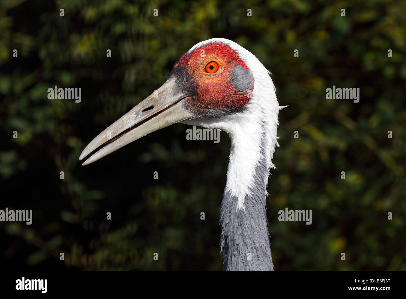 White-Himalaja-Kranich (Grus Vipio), portrait Stockfoto