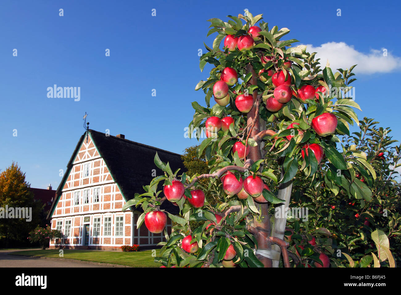 Apfelbaum Altes Land Kaufen