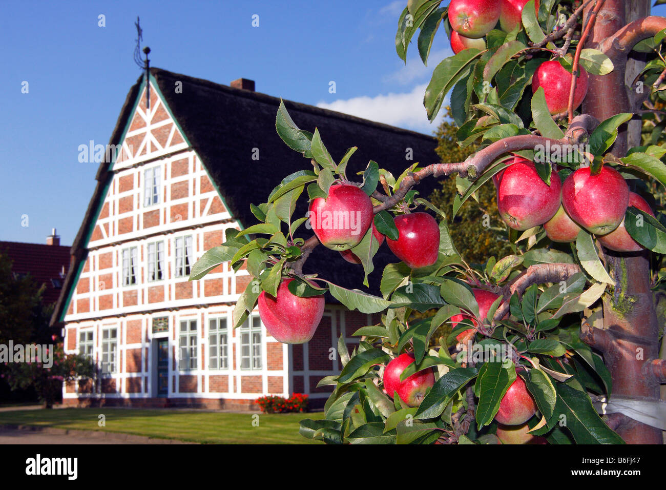 Reifen roten Äpfeln (Malus X domestica), Apfelbaum vor einem historischen Holz gerahmt Bauernhaus, Altes Land Obstgarten Bereich niedriger Stockfoto