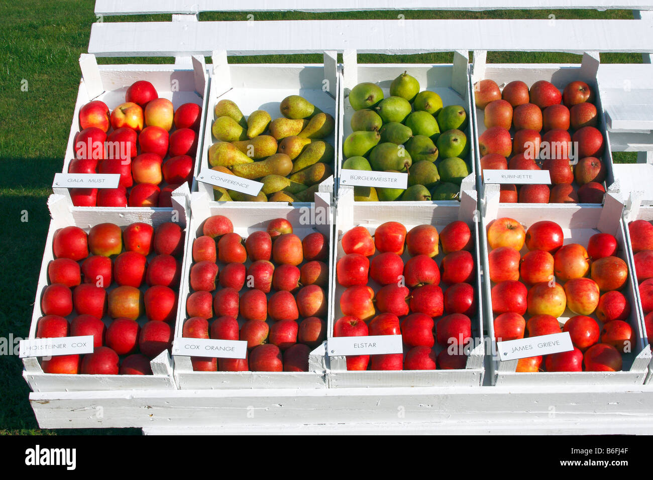 Obst stall mit verschiedenen Arten von Äpfeln (Malus X domestica) und Birnen (Pyrus Communis Sorte), Altes Landfläche, Hamburg, Low Stockfoto