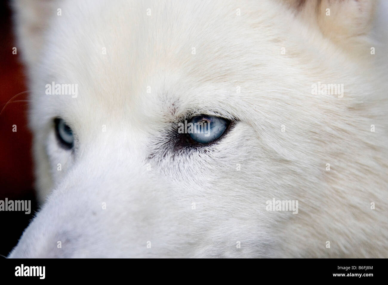 Nördlichen Husky Mix mit blauen Augen, Nahaufnahme Stockfoto