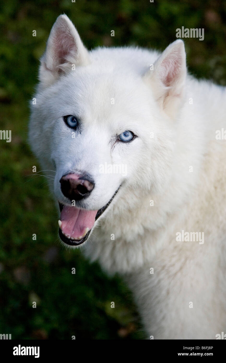 Nördlichen Husky Mix mit blauen Augen, Porträt Stockfoto