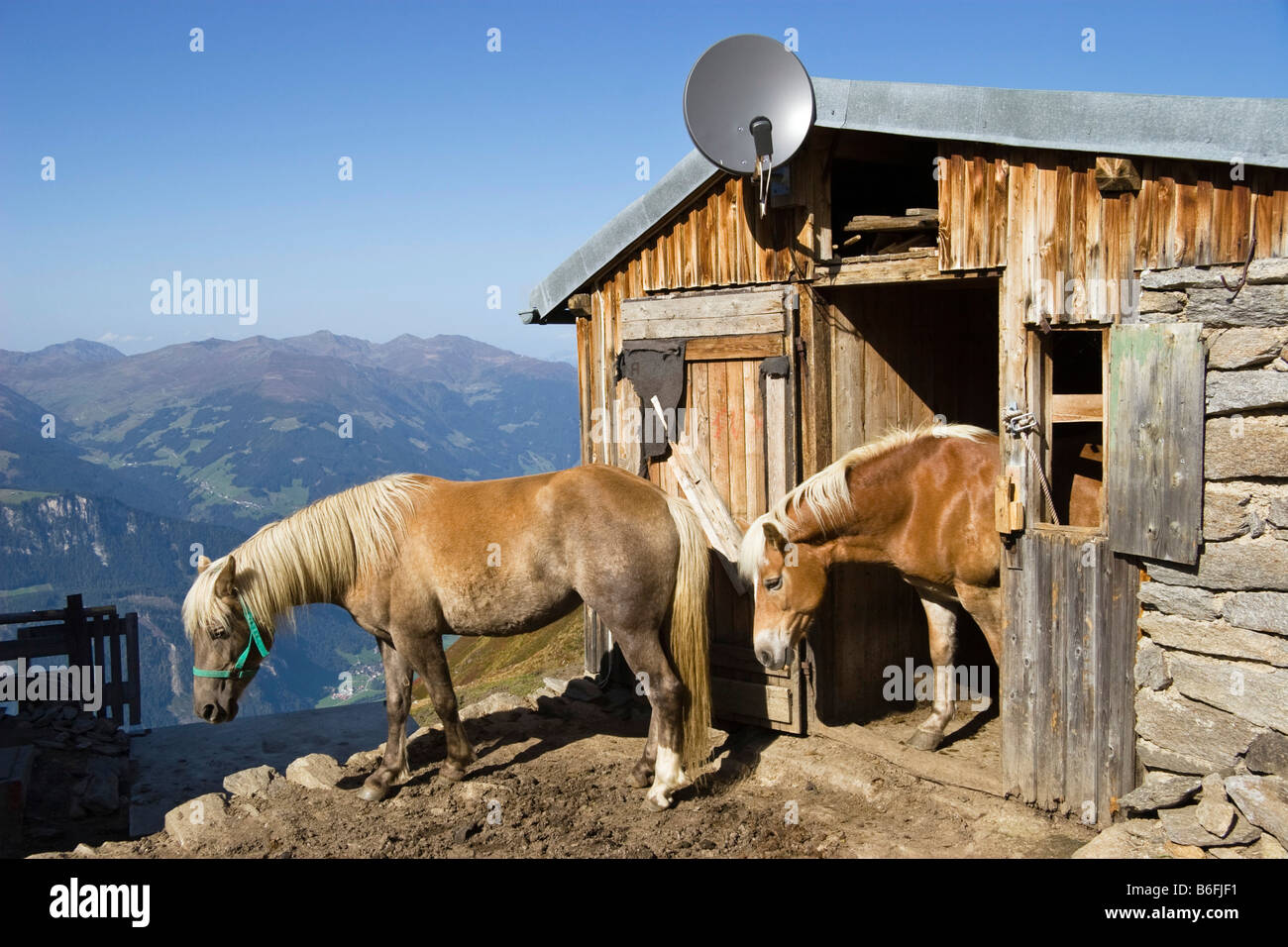 Haflingerpferde in der Zillertaler Bergwelt, Zillertal Valley, Österreich, Europa Stockfoto