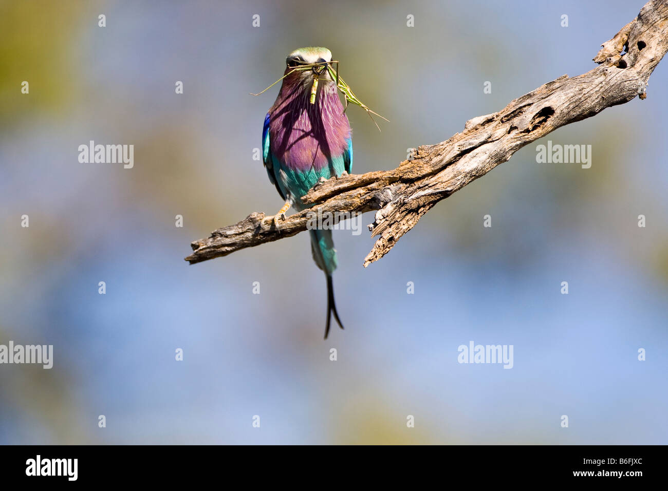 Lilac-breasted Roller (Coracias Caudataus) mit einer Heuschrecke im Schnabel Stockfoto