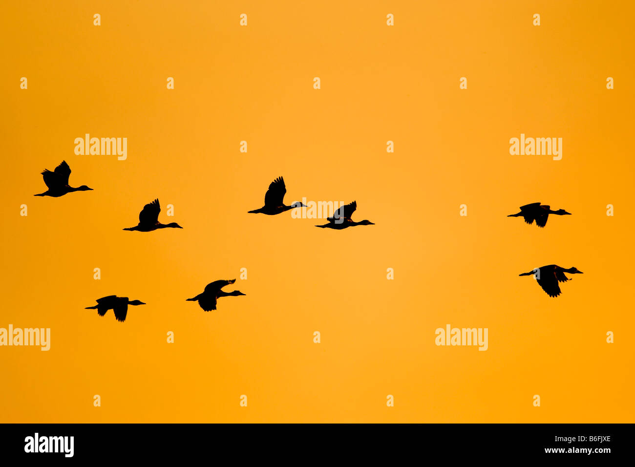 Enten im Flug bei Dämmerung, Okavango Delta, Botswana, Afrika Stockfoto