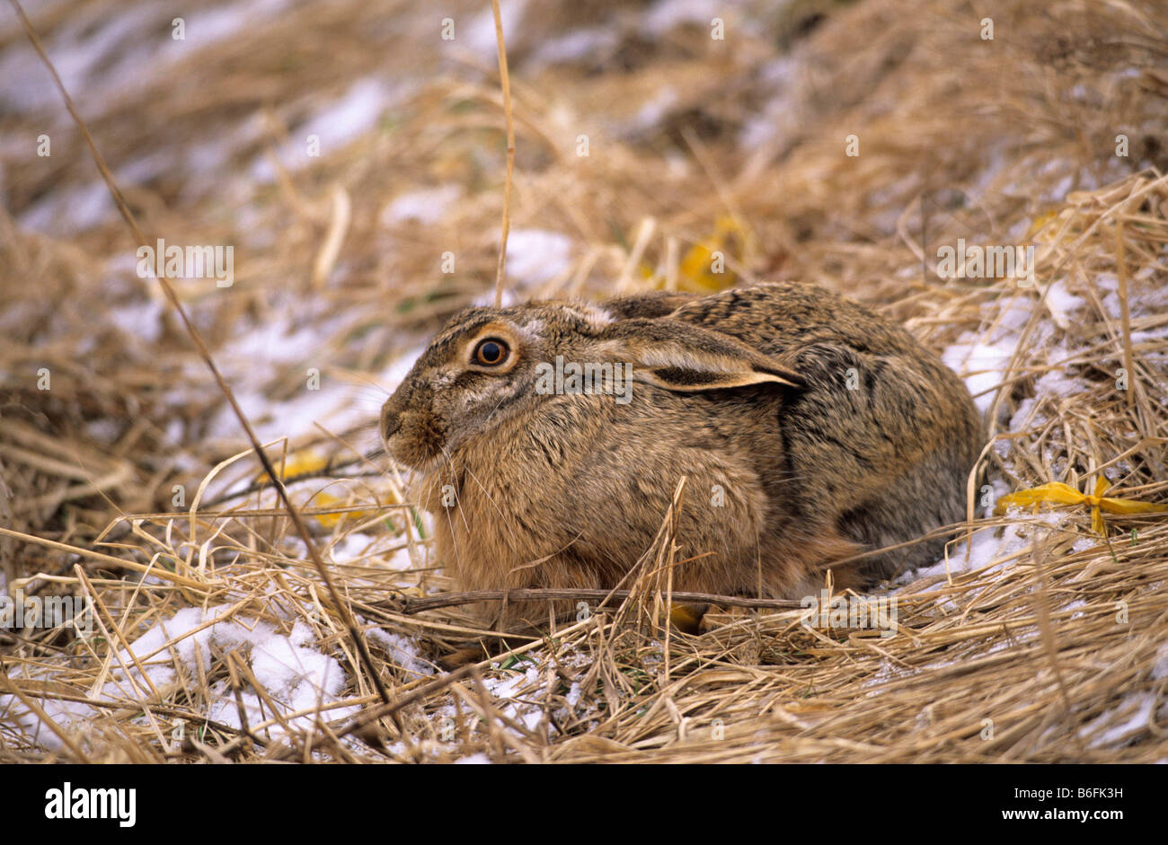 Feldhase oder braune Hare oder Hase (Lepus Europaeus), sitzend, im winter Stockfoto