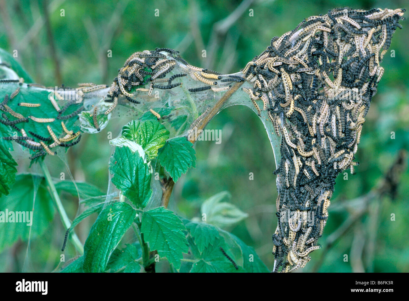 Hermelin Motten Larven (Yponomeuta Evonymella) Stockfoto