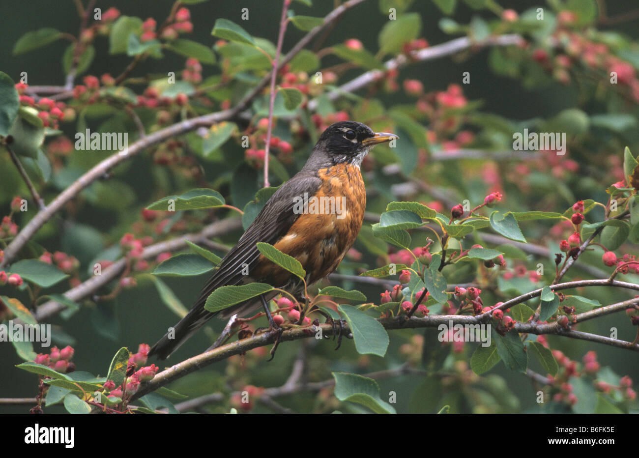 American Robin (Turdus Migratorius), Britisch-Kolumbien, Kanada, Nordamerika Stockfoto