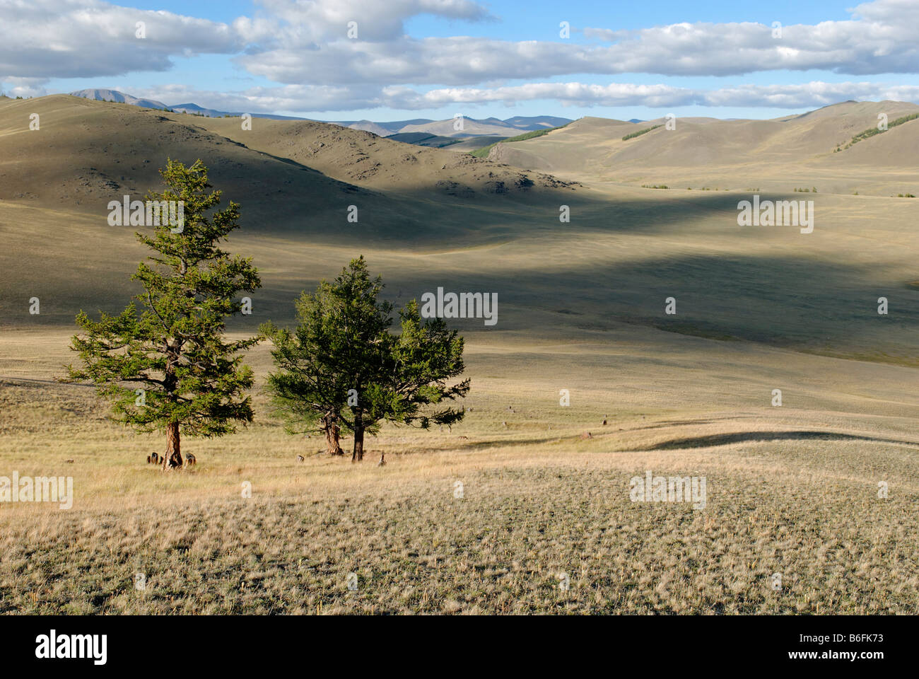 Lärchen (Larix), Saylyugem Berge, Tschuja-Steppe, Republik Altai, Sibirien, Russland, Asien Stockfoto