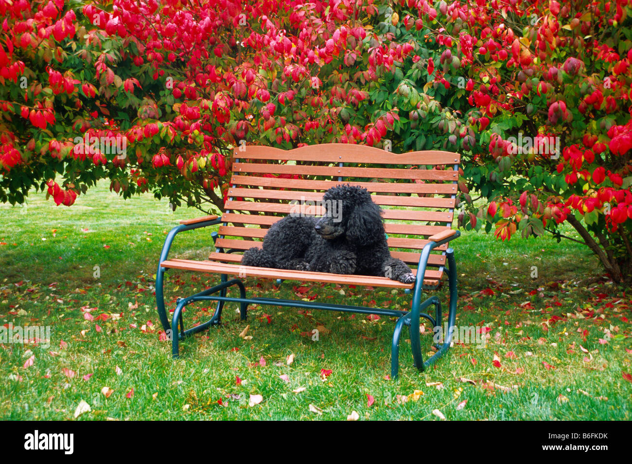 Großpudel ruht auf der Gartenbank Herbst Herbst Rest entspannen entspannte Freude genießen Sie Haare schneiden benötigte Ruhe ruhigen erholsamen Stockfoto