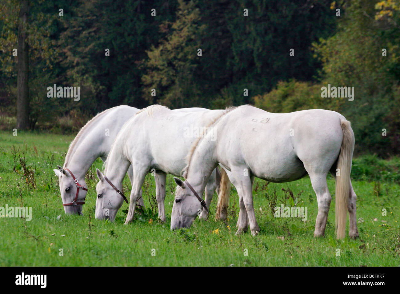 Weiße Pferde aus Pferdezucht Bauernhof Kladruby nad Labem, Pardubice Viertel, Tschechische Republik, Europa Stockfoto