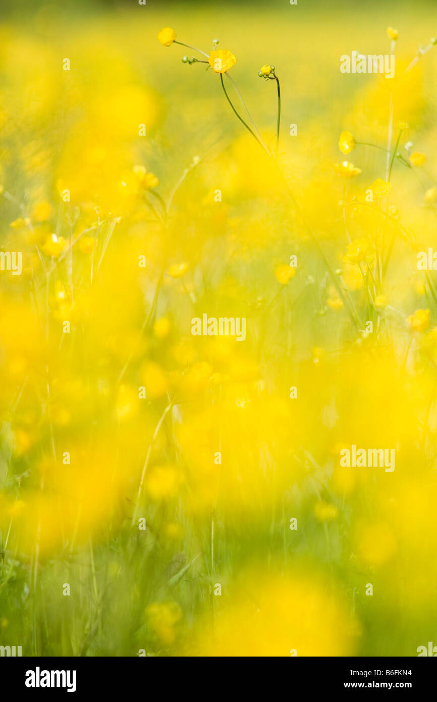 Buttercup Blumen in Mala Upa, Riesengebirge Nationalpark, Ost-Böhmen, Tschechische Republik, Europa Stockfoto