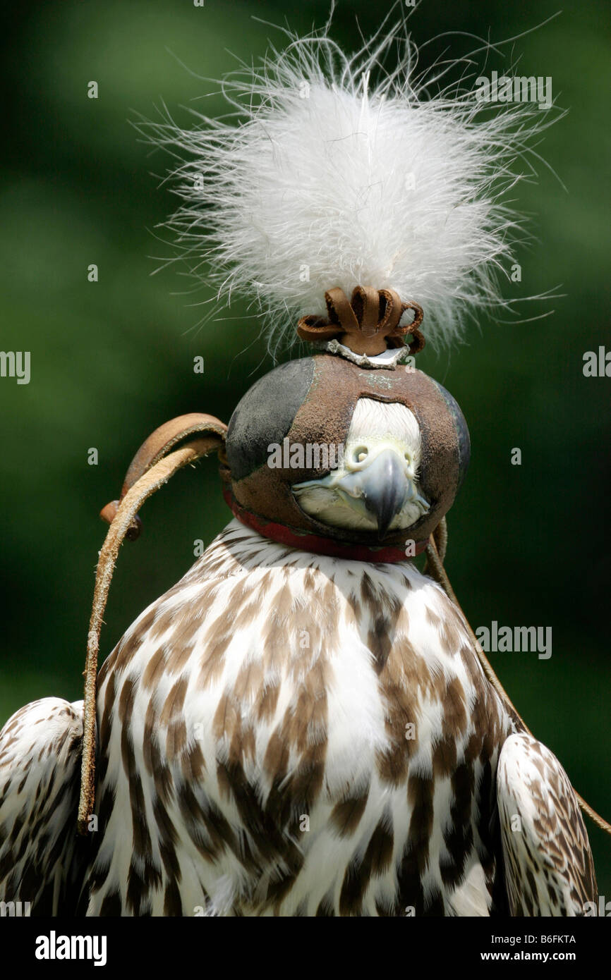 Saker (Falco Cherrug) Stockfoto