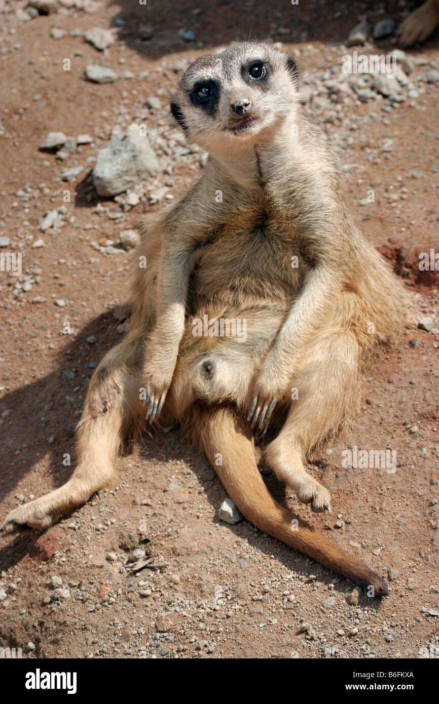 Erdmännchen (Suricata Suricatta) Stockfoto