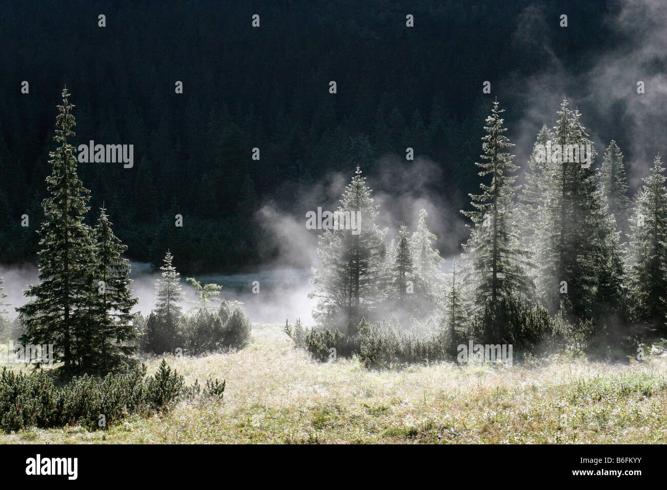 Morgen, Rybiego Potoku Tal, Tatra Mountains Nationalpark, Polen, Europa Stockfoto