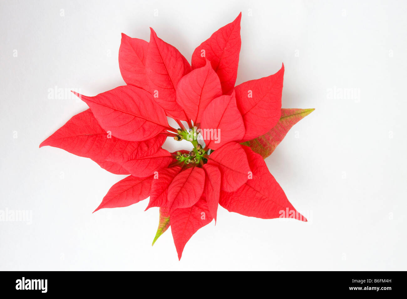Blühender weihnachtsstern -Fotos und -Bildmaterial in hoher Auflösung –  Alamy