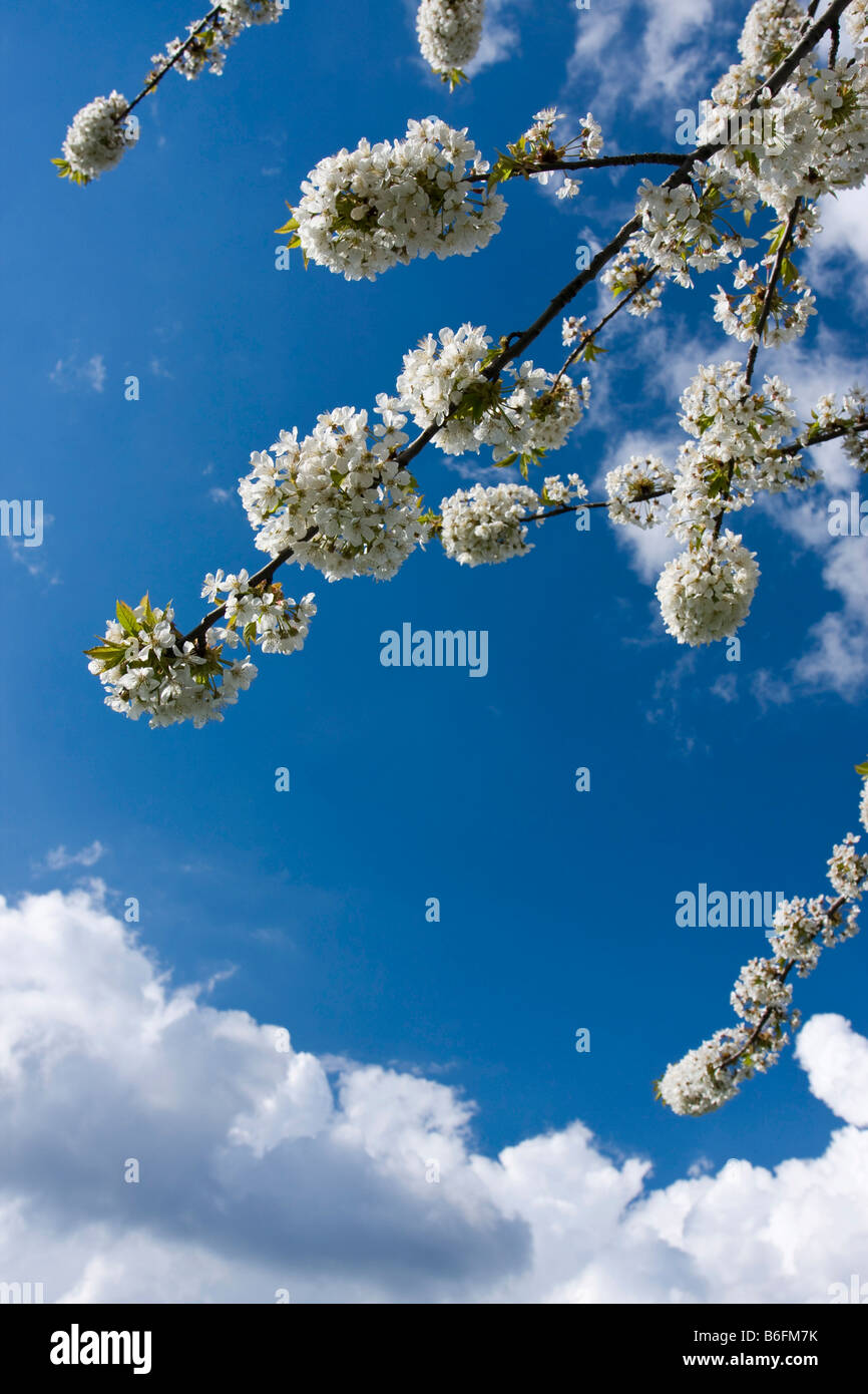 Blühender Kirschbaum, Naturschutzgebiet Vrsatec, weiße Karpaten, Landschaft, Grenzwäldern Biele Karpaty, Slowakei, Europa Stockfoto
