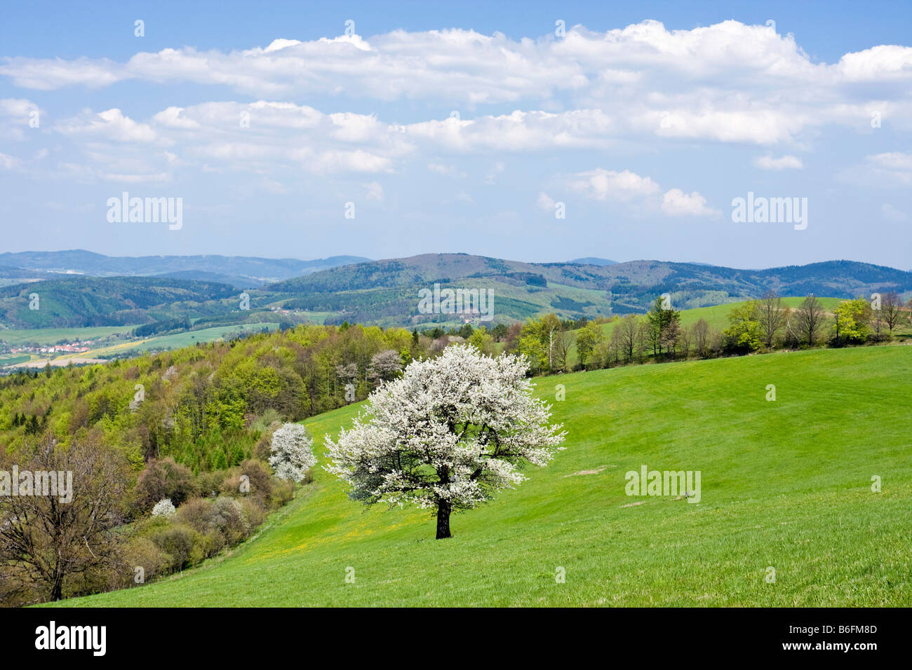 Frühlingslandschaft im Planavy, weiße Karpaten, Bile Karpaty Schutzgebiet Landschaft, Moravia, Tschechien, Europa Stockfoto