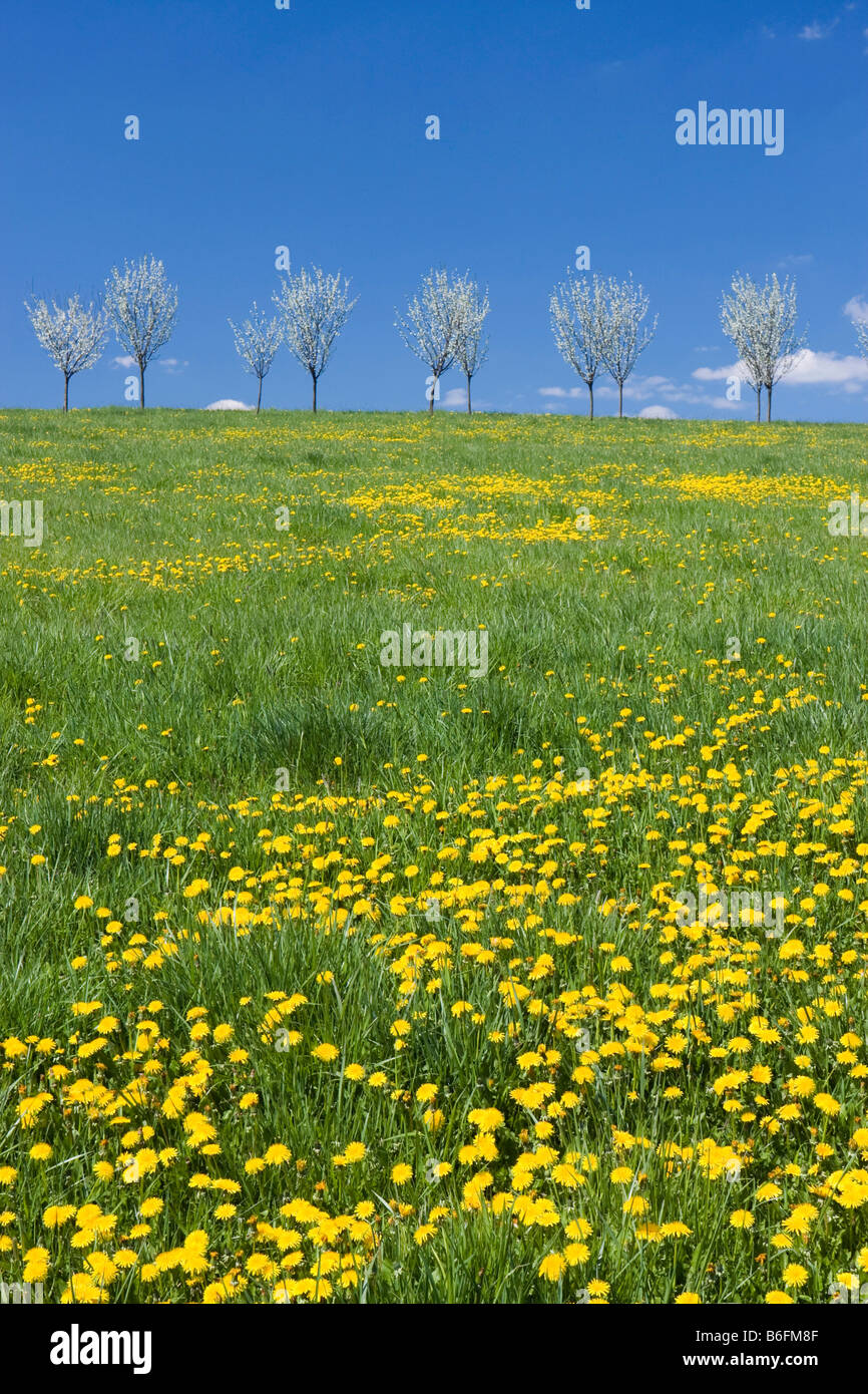 Frühling Landschaft mit Löwenzahn in der Nähe von Stitna nad Vlari, Bile Karpaty, weiße Karpaten Landschaft Schutzgebiet, Mora Stockfoto