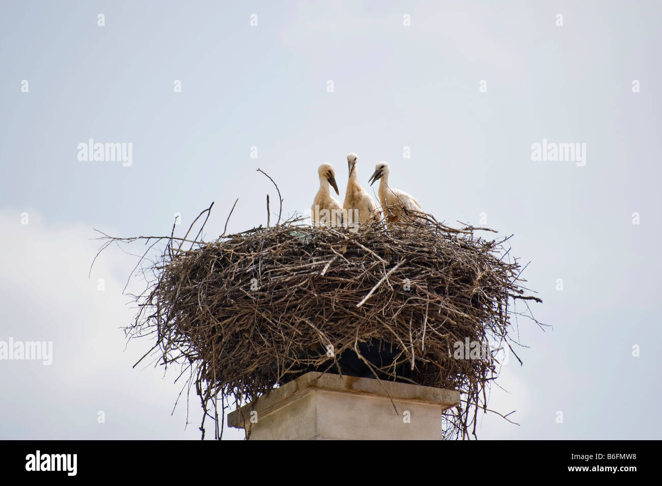 Drei Jungstörche vom Nest, Krumbach, Niederösterreich, Europa Stockfoto