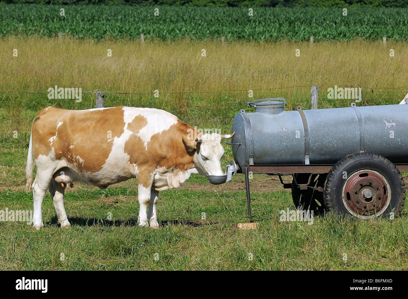 Kuh trinken aus einem Fass Wasser, Oberbayern, Deutschland, Europa Stockfoto