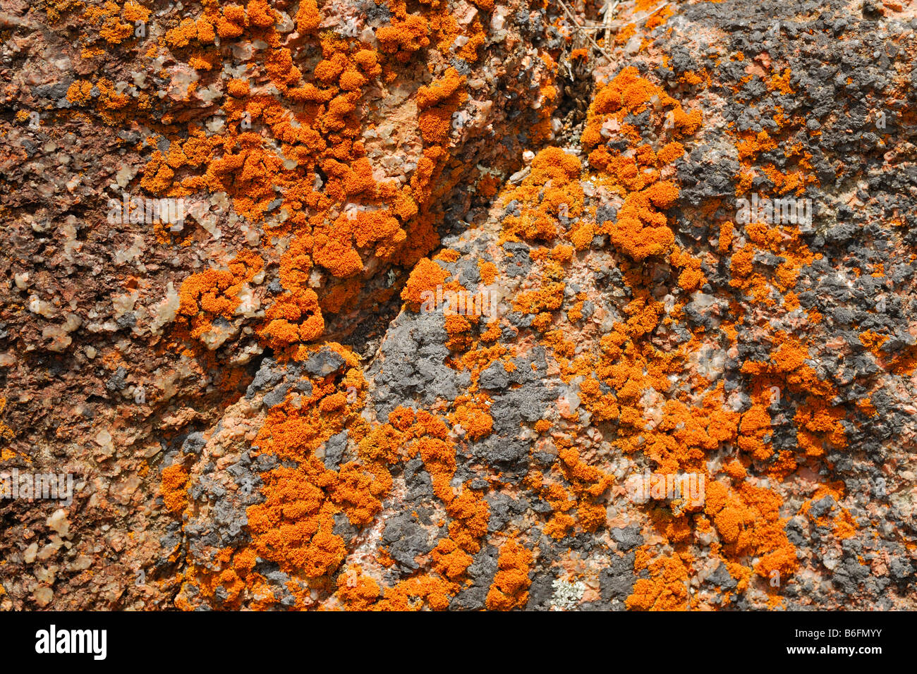 Orange farbigen Flechten auf Felsen in Sleepy Bay, Freycinet Peninsula, Tasmanien, Australien Stockfoto