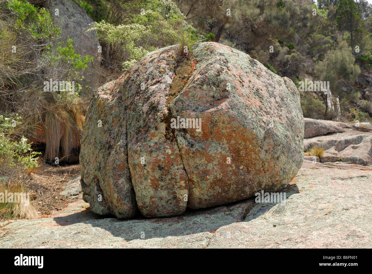 Runde Granitblock teilweise verdeckt durch Flechten, wenig kiesigen Strand, Ostküste Freycinet Peninsula, Tasmanien, Australien Stockfoto