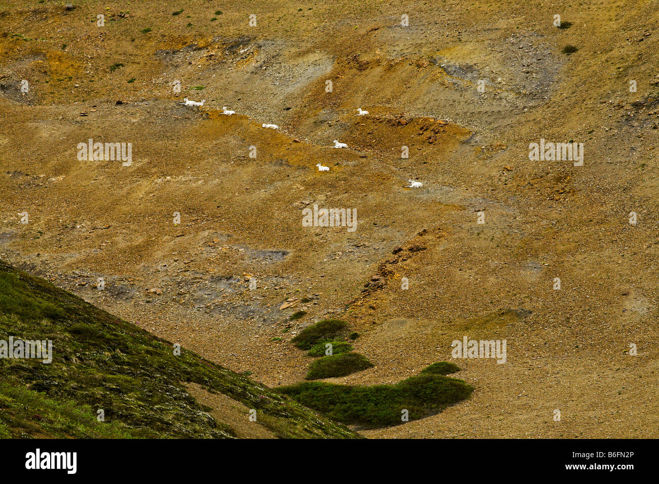 Eine Herde von Dall-Schafe auf einem Hügel in Alaska USA Stockfoto