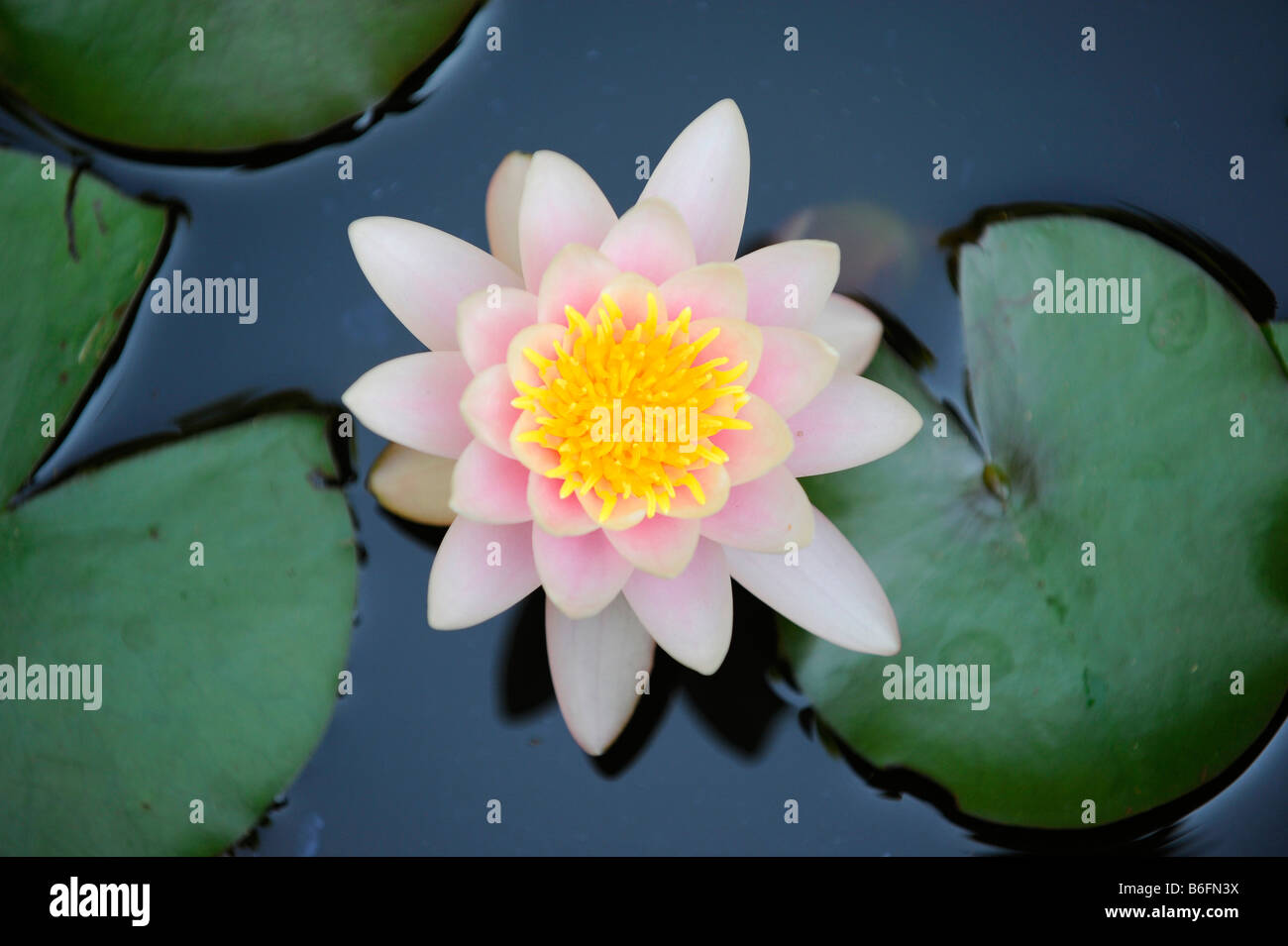 Europäische Weiße Seerose (Nymphaea Alba) und Seerose Blatt Stockfoto