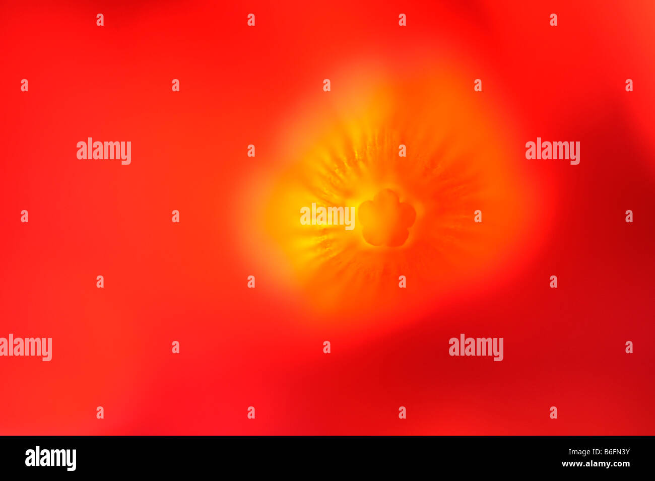 Nahaufnahme von roten Blüten in Soft-Fokus Stockfoto