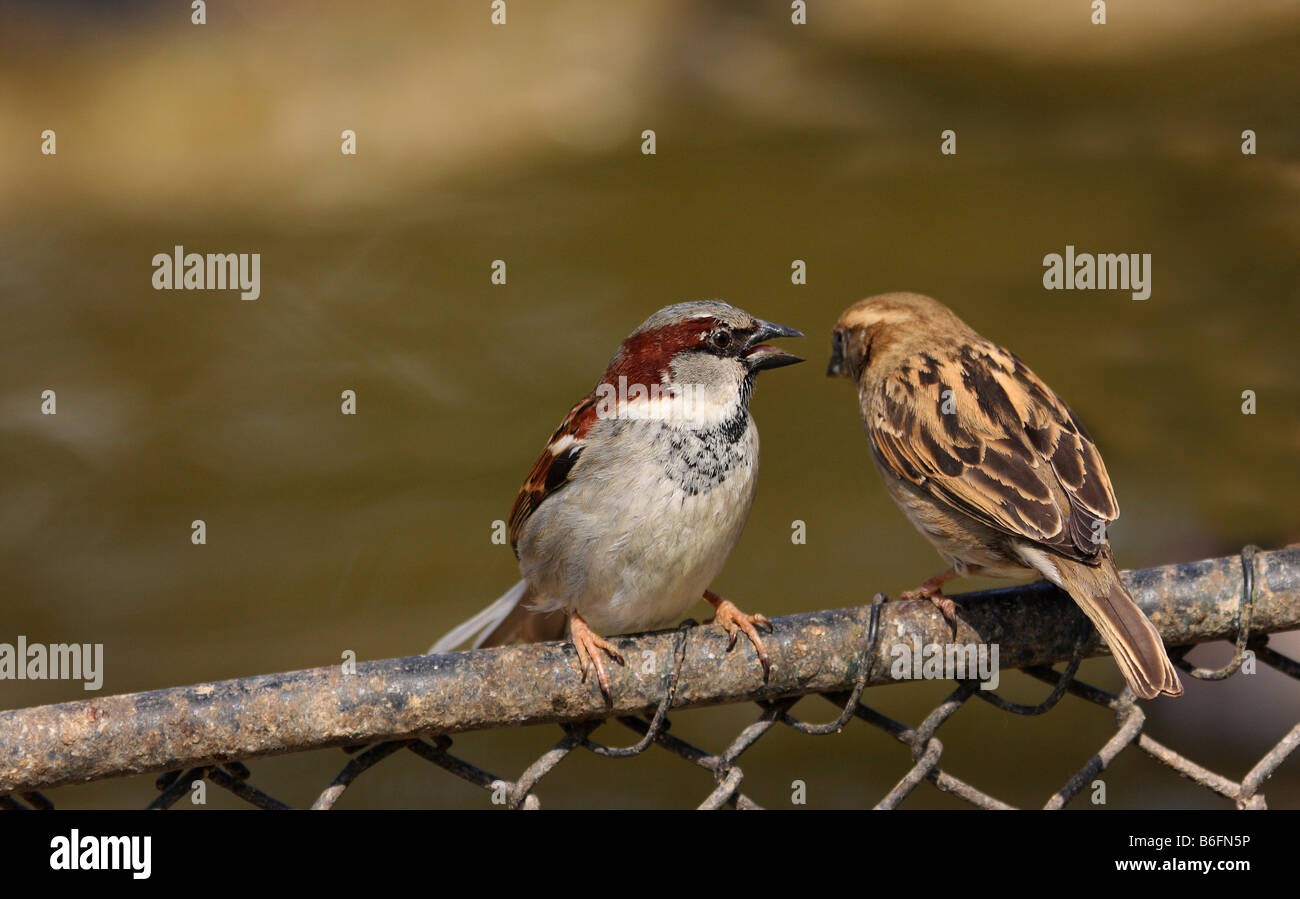 Haussperling (Passer Domesticus), Vögel, thront auf einem Maschendraht Zaun Stockfoto