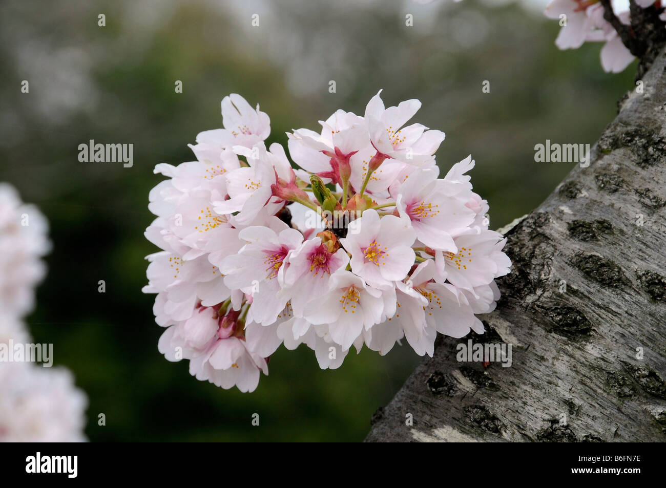 Wunderbar Kirschblten Baum Kaufen Fotos