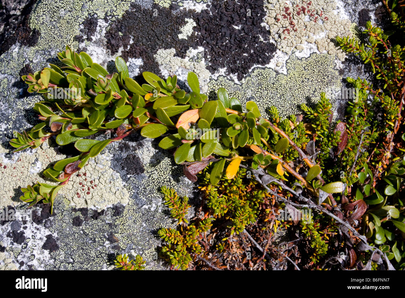 Schlingpflanze, Moos, Flechten, Felsen, Dovrefjell Nationalpark, Norwegen, Skandinavien, Europa Stockfoto