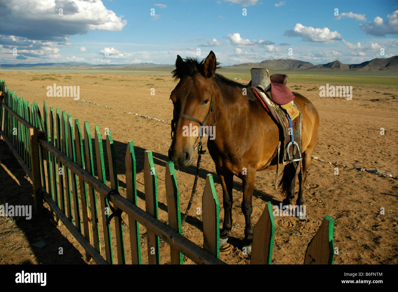 Pferd am Zaun des eine weite Steppe, Bayangobi, Mongolei, Asien Stockfoto