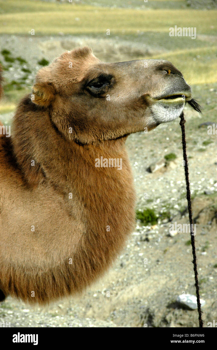 Baktrischen Kamel, Kopf und Hals, baktrischen Kamel (Camelus Bactrianus), Mongolei, Asien Stockfoto